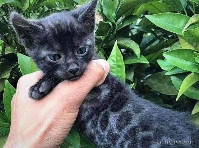 chaton Bengal pour adoption 