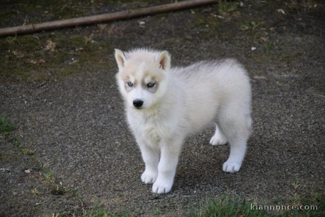 chiot sibérien husky a donner 