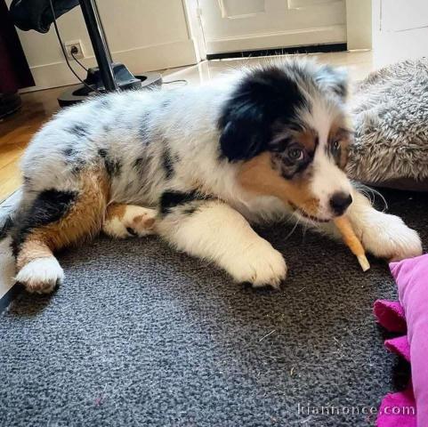 chiot berger australien mâle a donner 