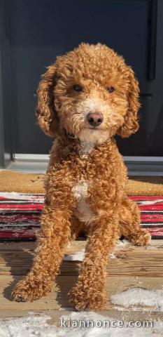 adoption chiot cockapoo pour adoption 