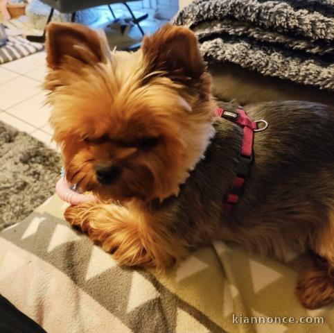 chiot Yorkshire a donner