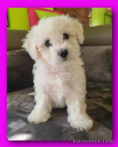 chiot bichon frisé à adopter 