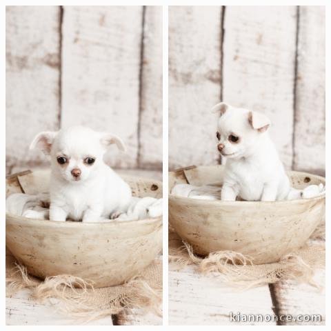 chiot chihuahua disponible à adopter 