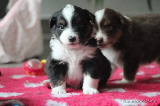 chiot berger australien 