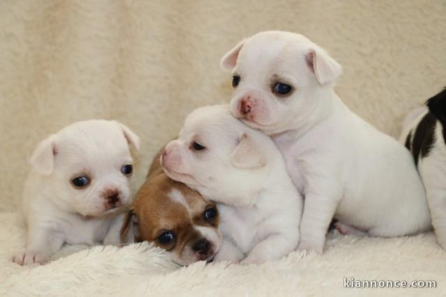 Magnifique chiot chihuahua disponible 