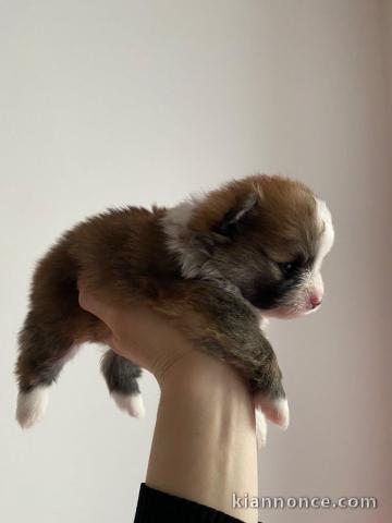 bébé chiot spitz allemand à adopter 