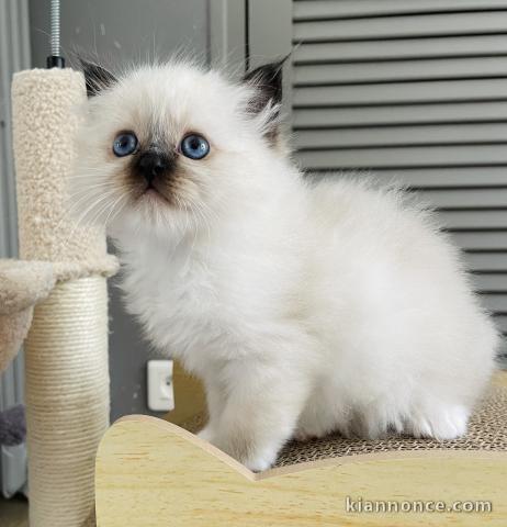 Je donne chaton sacré brimanie 