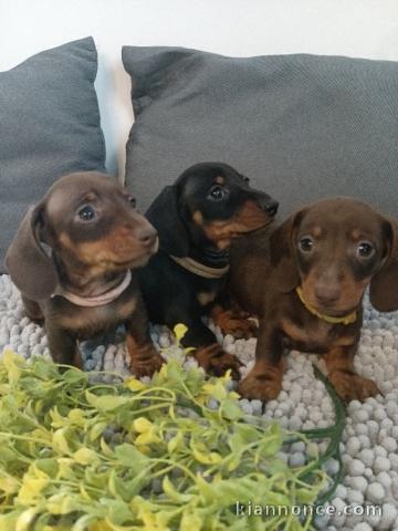 Chiot Teckel a poil ras dispo 