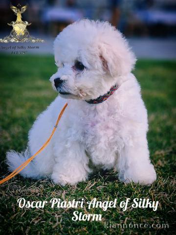 Chiot Bichon Frisé à vendre