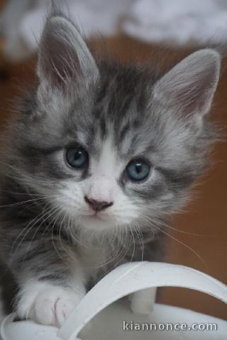 Adorable chaton Maine coon disponible 