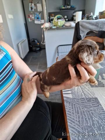 Chiot teckel nain alerquin a donner 