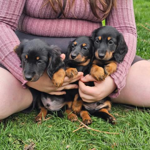 Magnifique chiot teckel disponible 