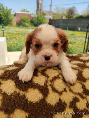 chiots cavalier king charle femelle a donner 