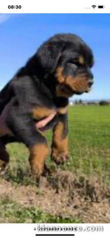 chiots rottweiler à donner femelle 