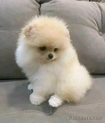 chiots spitz nain disponible pour adoption 