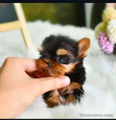chiots Yorkshire femelle a donner 