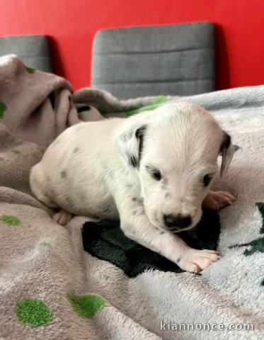 chiots dalmatien à donner 