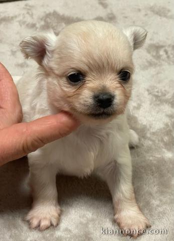 Chiots chihuahua à adopter 