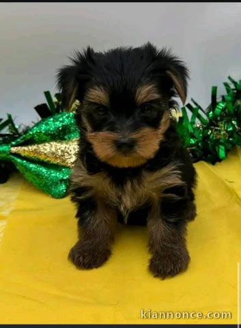 Je donne chiot Yorkshire disponible 