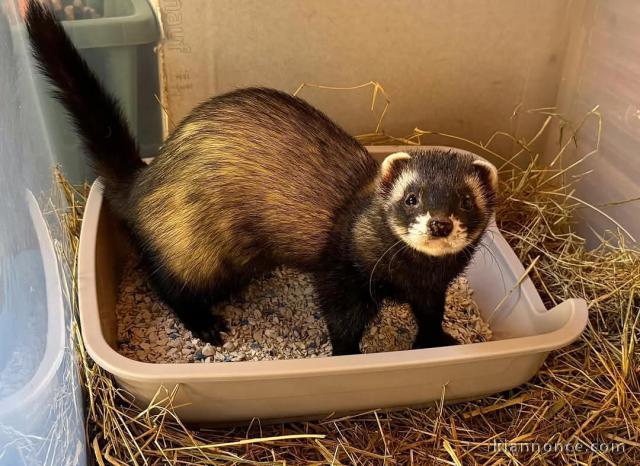 Bébé Furet a donner disponible 
