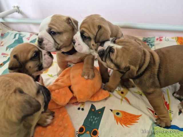 Chiots Bulldog continental à adopter 