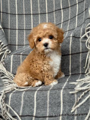 chiots cockapoo pour adoption 
