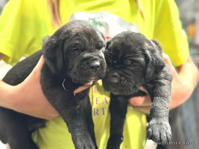 chiots Cane Corso a donner 
