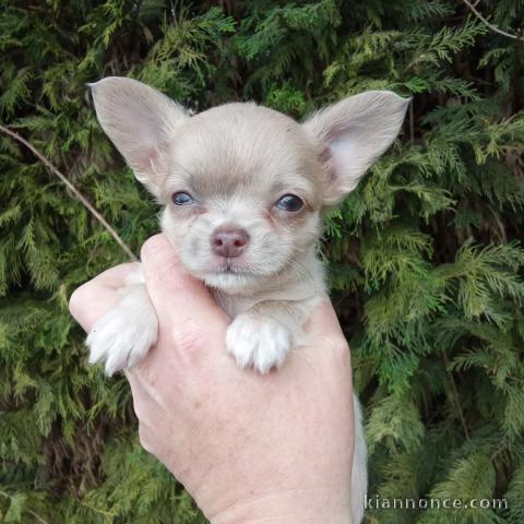 Je donne chiot chihuahua disponible 