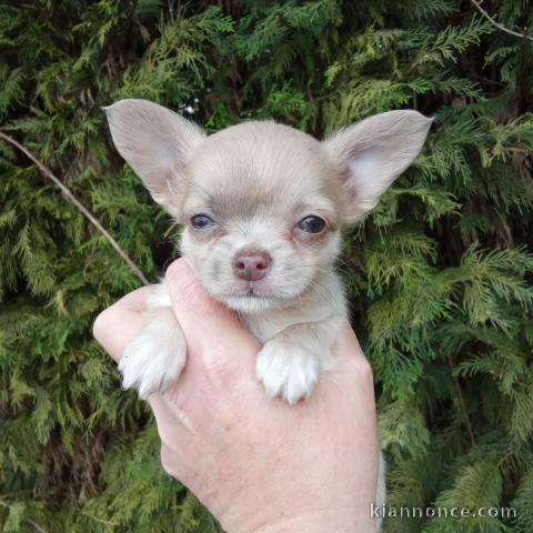 chiot chihuahua disponible de suite 