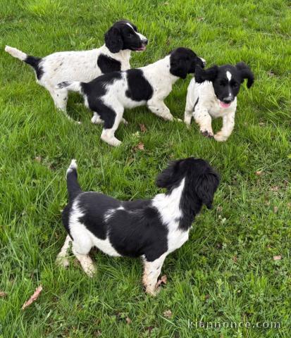 Chiots English Springer Spaniel a donner 