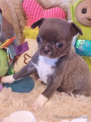 Bébé chiot chihuahua mâle a donner 