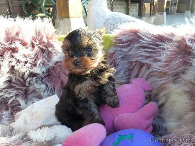 Dons chiot Yorkshire terrier disponible 