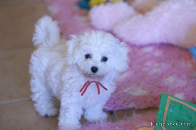 chiots bichon maltais mâle a donner 