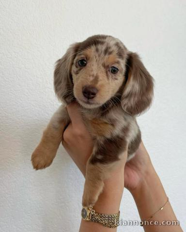 chiots teckel a donner mâle 