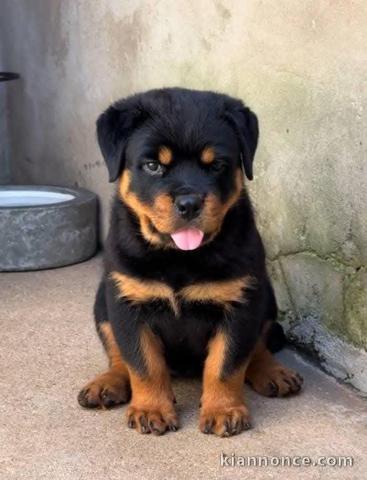 chiots rottweiler à donner 