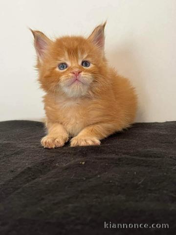 Chaton roux a donner contre bon soin 