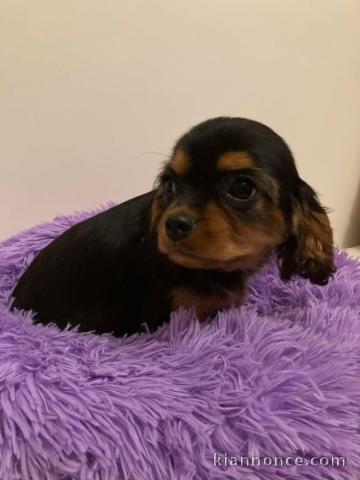 chiots cavalier king charle femelle a donner 