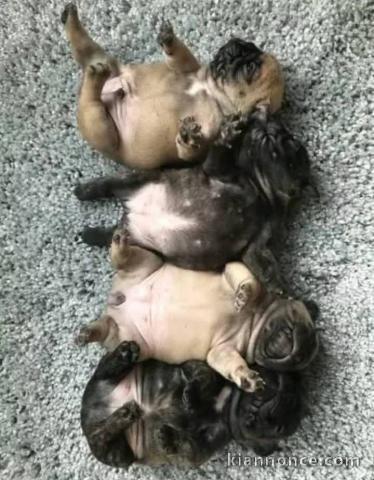 chiots bouledogue français disponible à adopter 