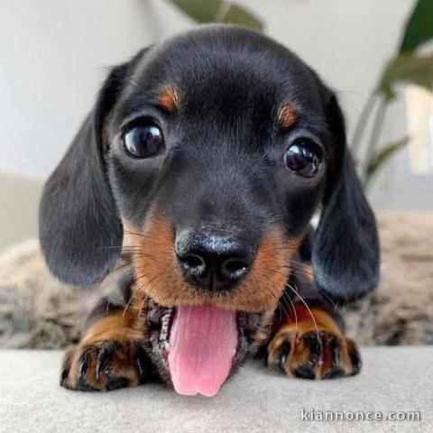 chiots Teckel nain à adopter 