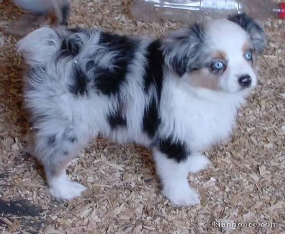 Chiots berger australien disponible pour adoption 
