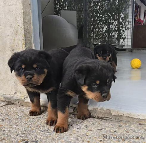chiot rottweiler à adopter 