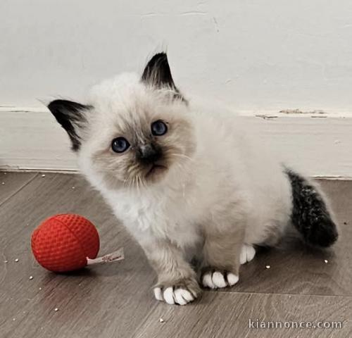 chaton sacré brimanie a donner 