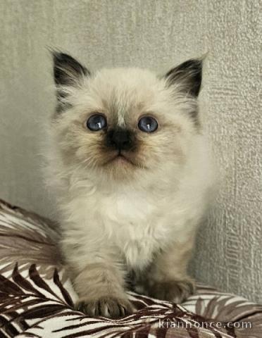 chaton sacré brimanie a donner 