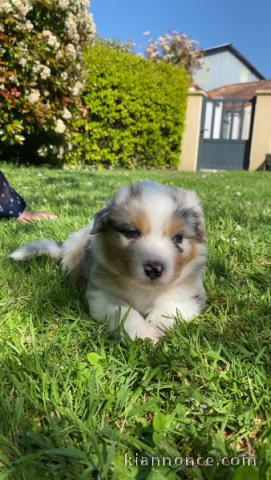 chiots berger australien mâle a donner 