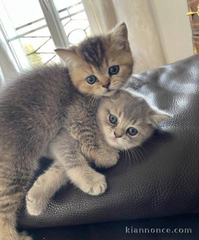 chaton  British shorthair a donner 