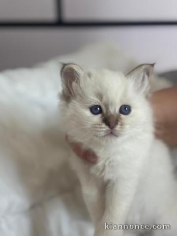 bébé chaton sacré brimanie a donner femelle 