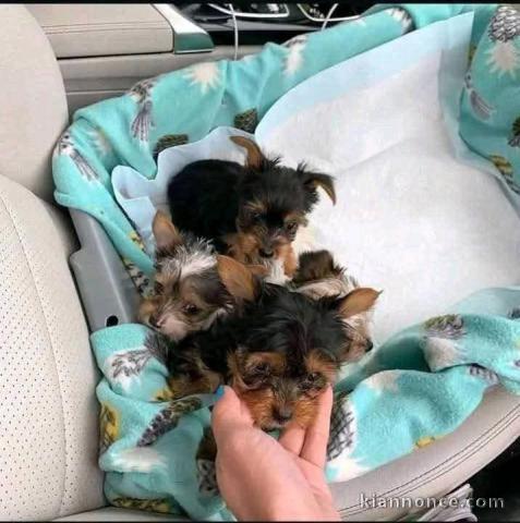 chiot Yorkshire mâle a donner 