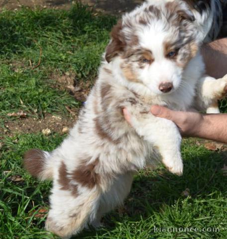 Chiot berger australien lof mâle a donner 