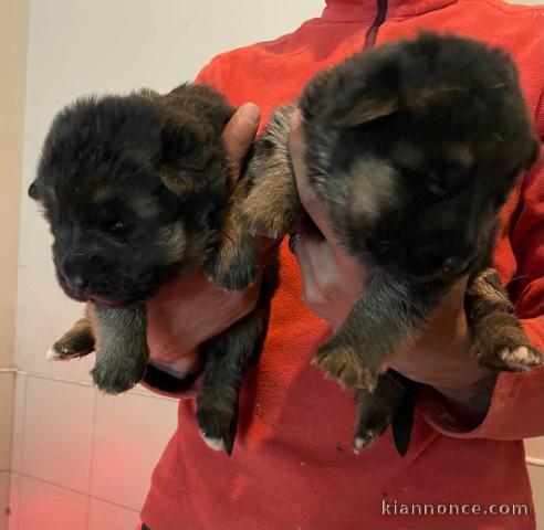 chiot berger allemand disponible pour adoption 
