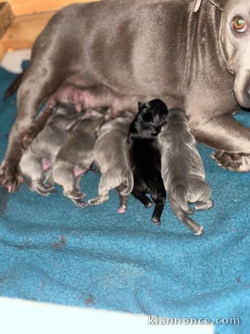 chiot staffie Bleu contre bon soin 